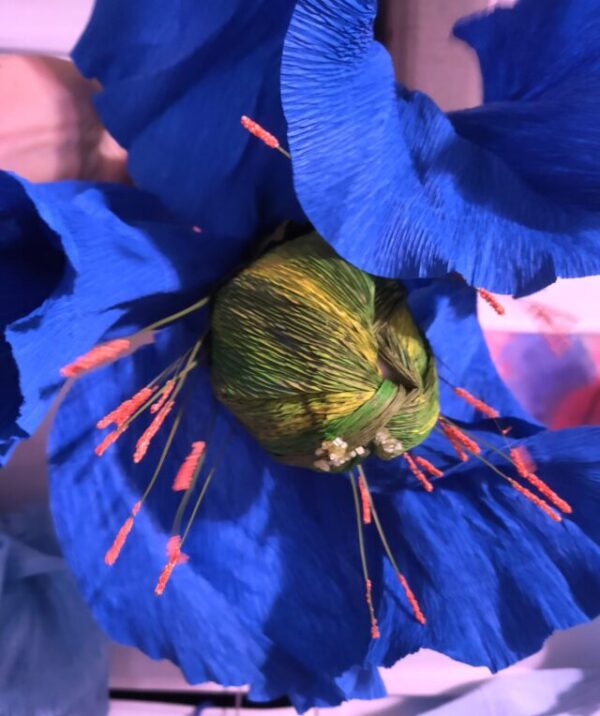 Large Blue Poppy I